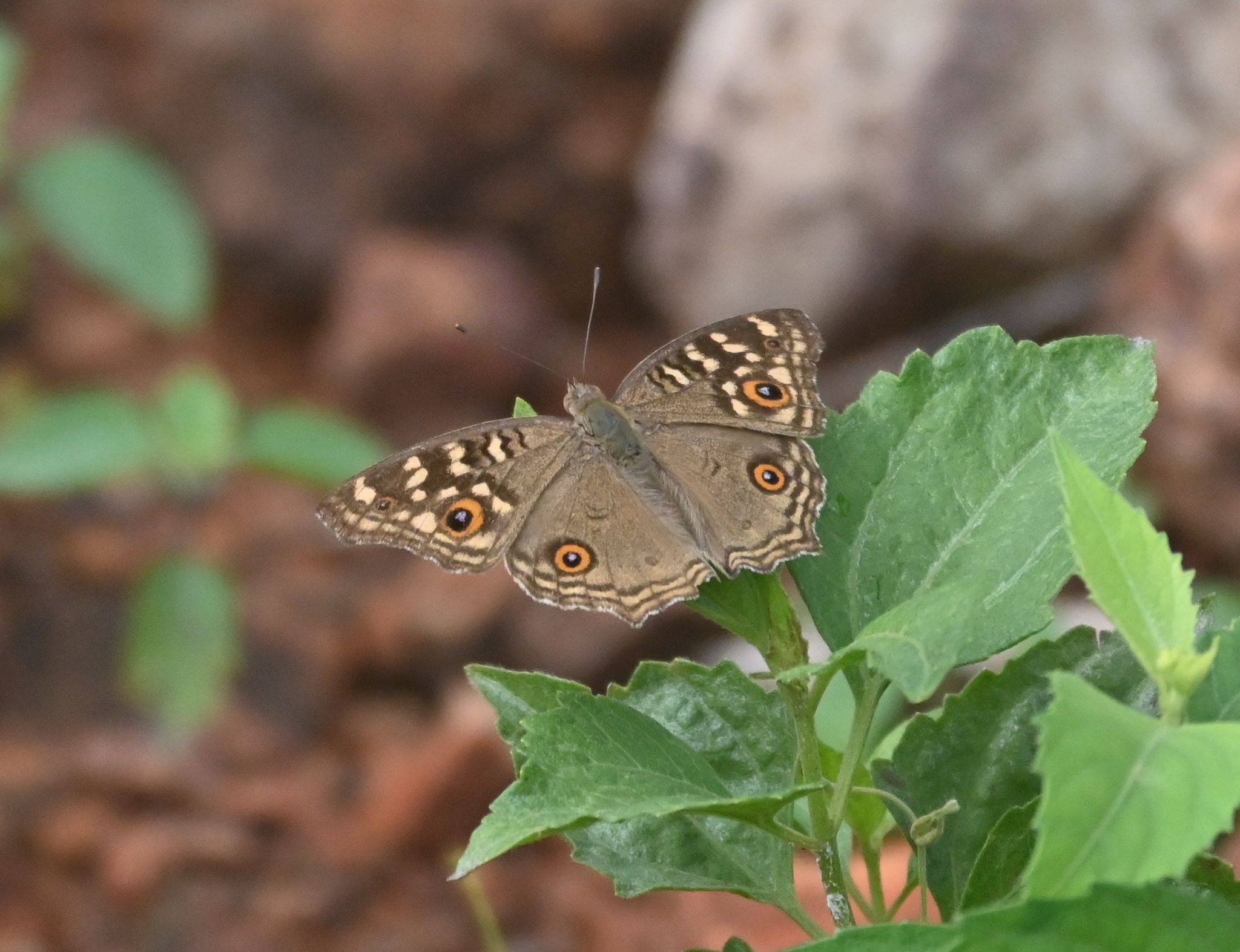 Lemon Pansy