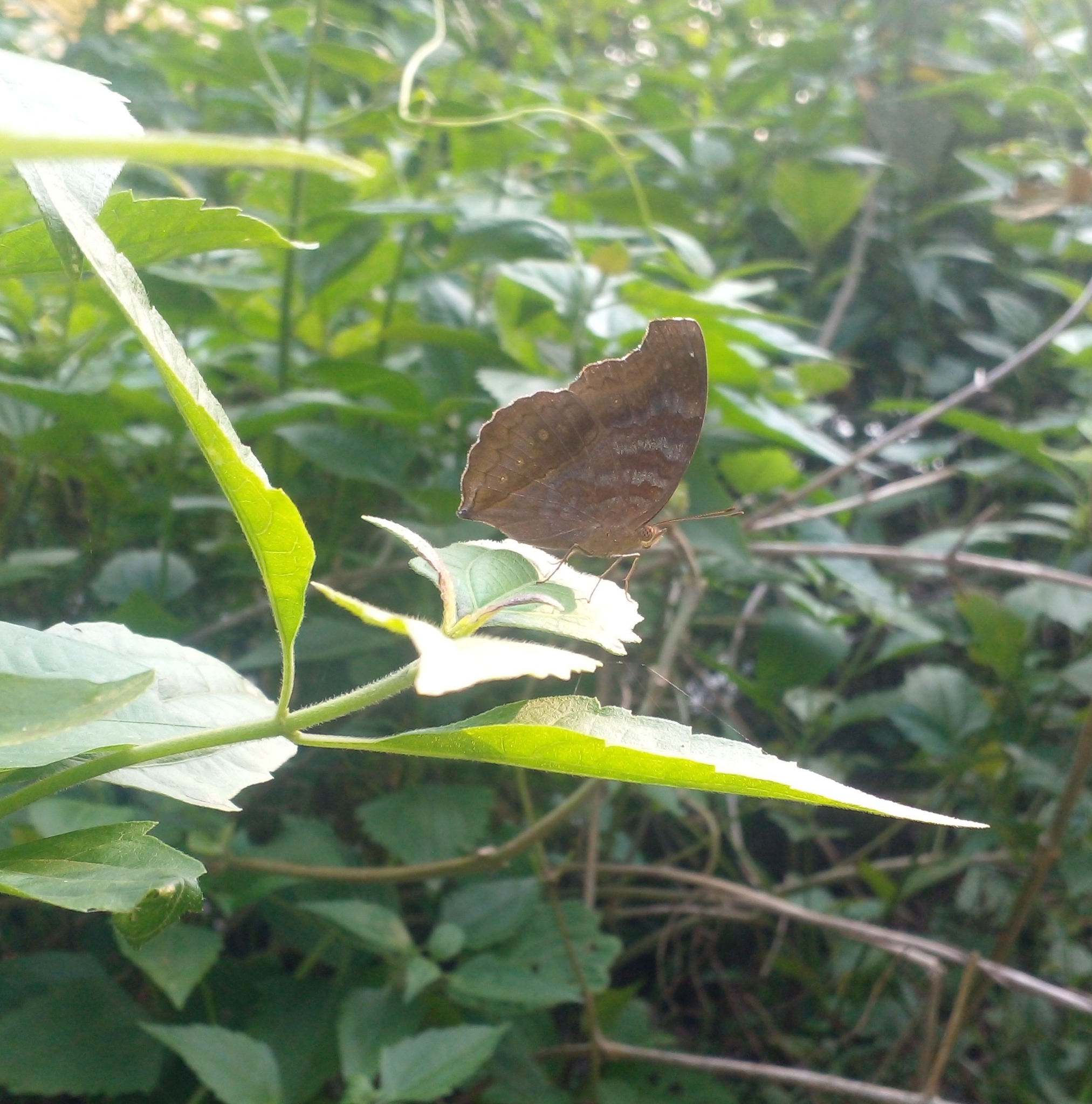 Chocolate Pansy