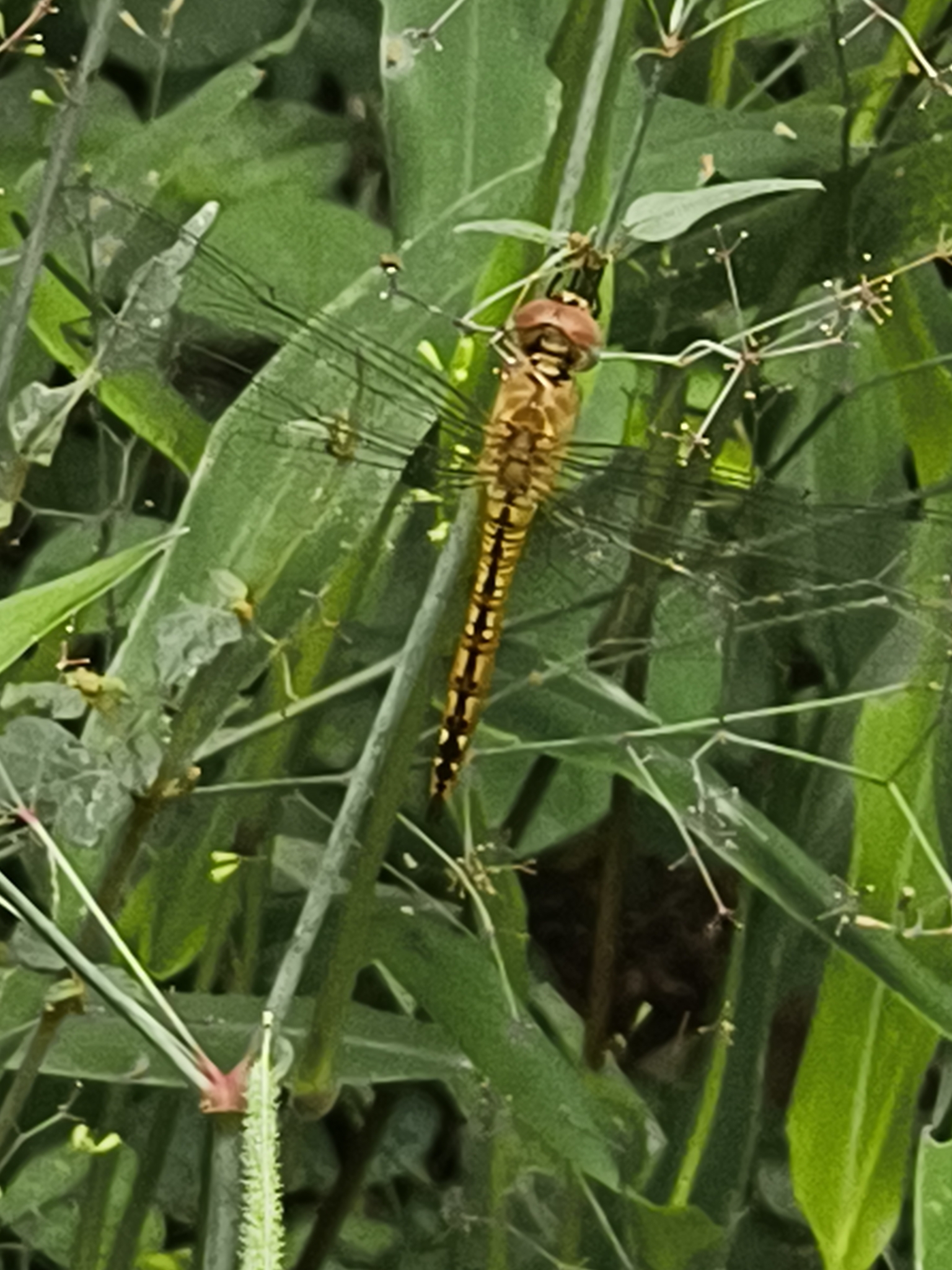 Globe Skimmer
