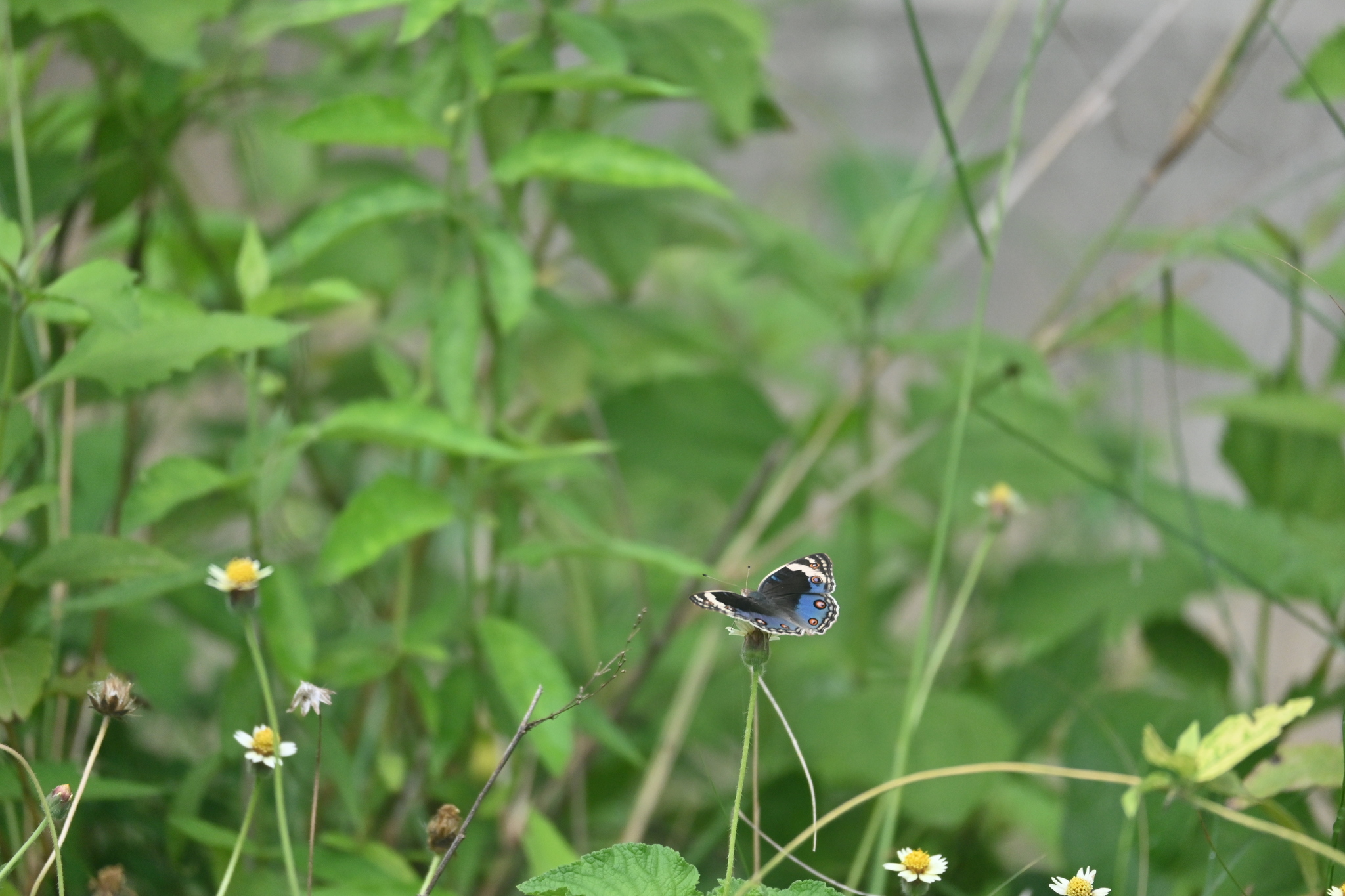 Blue Pansy