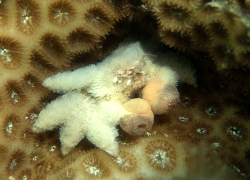 Polydectus cupulifer observed 2025-06-14