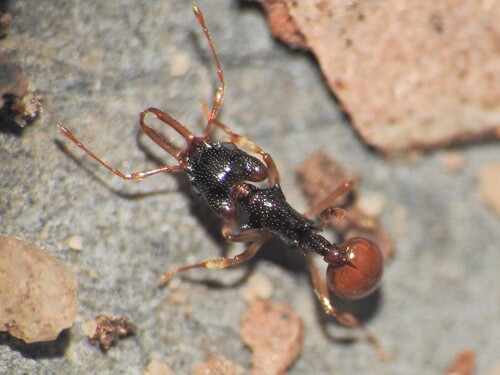 Orectognathus robustusOrectognathus robustus