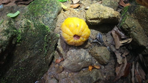 Garcinia atroviridis, photograph 2
