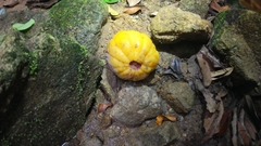 Garcinia atroviridis, photograph (c) Ooi Qie, some rights reserved (CC BY)