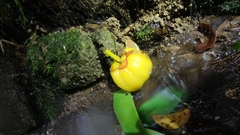Garcinia atroviridis, photograph (c) Ooi Qie, some rights reserved (CC BY)