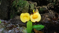 Garcinia atroviridis, photograph (c) Ooi Qie, some rights reserved (CC BY)
