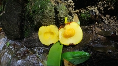 Garcinia atroviridis, photograph (c) Ooi Qie, some rights reserved (CC BY)