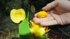 Garcinia atroviridis, photograph (c) Ooi Qie, some rights reserved (CC BY)
