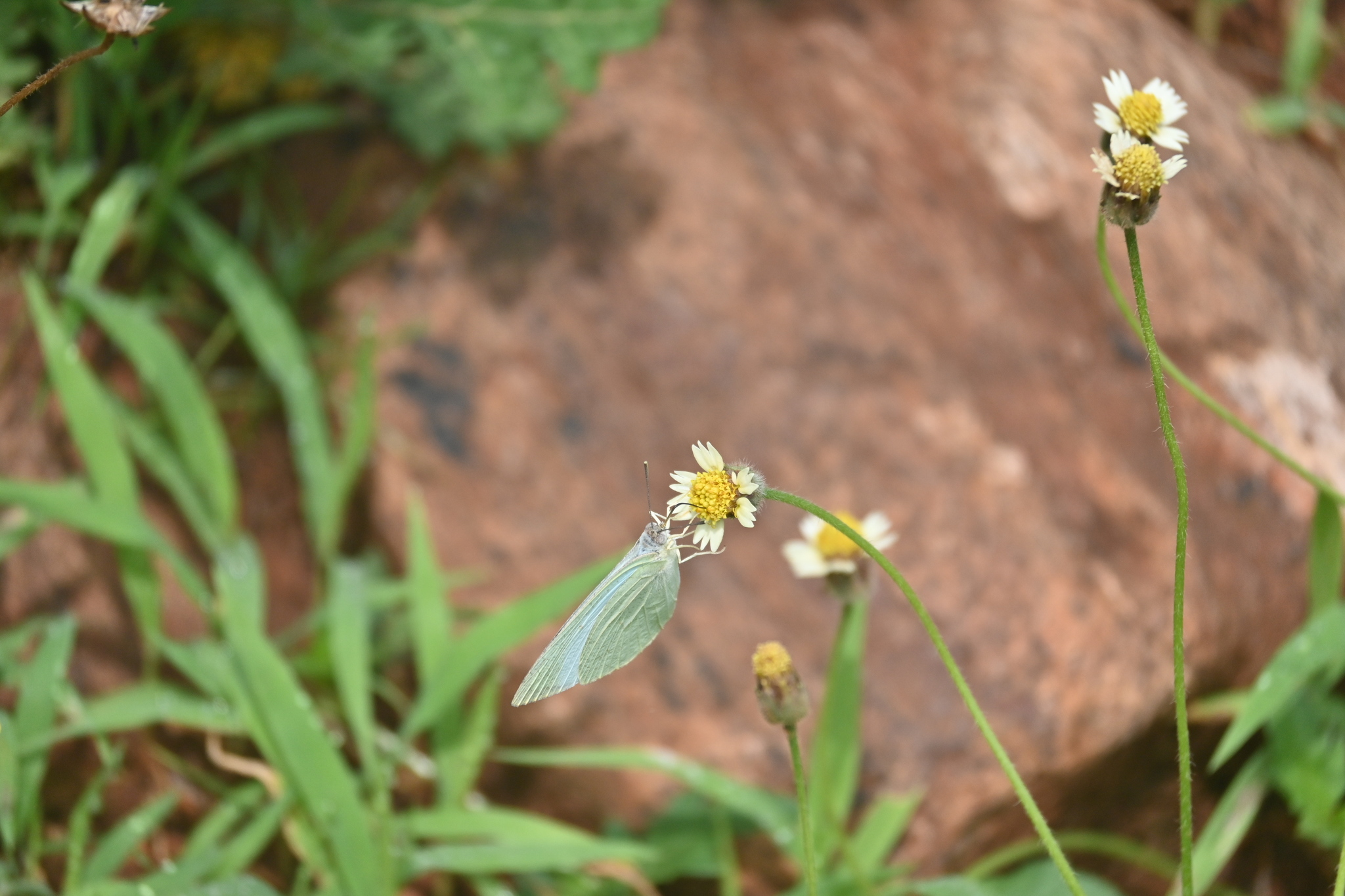 Mottled Emigrant