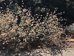 Eriogonum cinereum