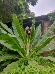 Ensete superbum