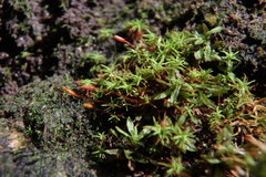 Bryoerythrophyllum recurvirostrum