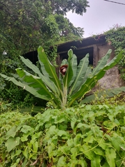 Ensete superbum