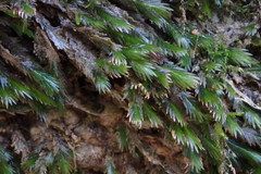 Fissidens grandifrons