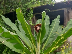 Ensete superbum