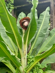 Ensete superbum