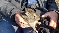 Gilbert's Potoroo photo 3