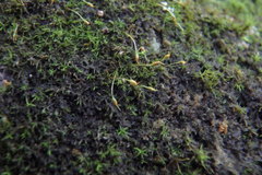 Blindiadelphus campylopodus