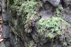 Thamnobryum alleghaniense