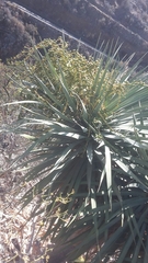 Dracaena draco image