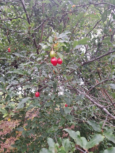 Elaeagnus arakiana iNat (1)