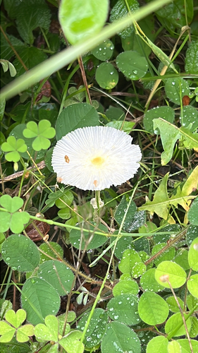 Leucocoprinus fragilissimus