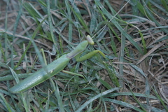 Hierodula transcaucasica