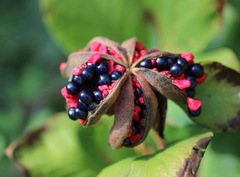 Paeonia mascula
