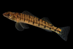 Chesapeake Logperch photo 4
