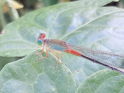 Orange-tailed Marsh Dart