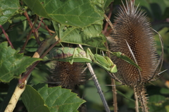 Hierodula transcaucasica