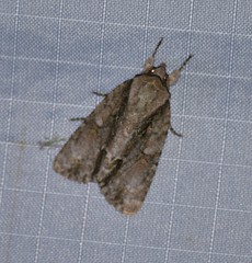 Acronicta connecta