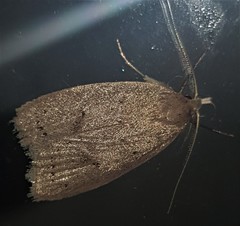 Chezala silvestris