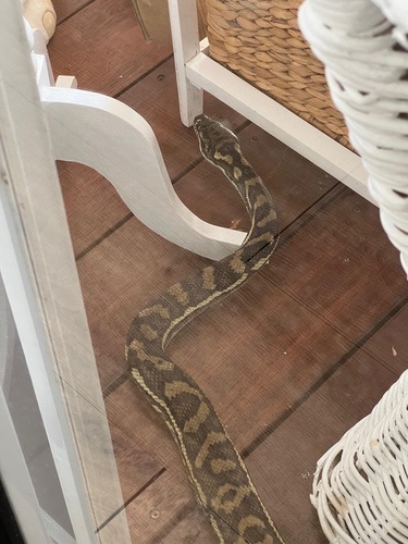 Coastal Carpet Python sighting