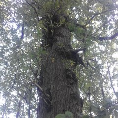Quercus robur