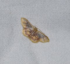 Idaea scintillularia