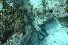 Emydocephalus ijimae