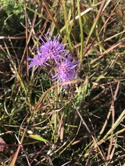 Liatris novae-angliae