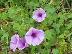 Ipomoea ficifolia
