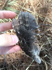 Otus scops