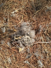 Otus scops