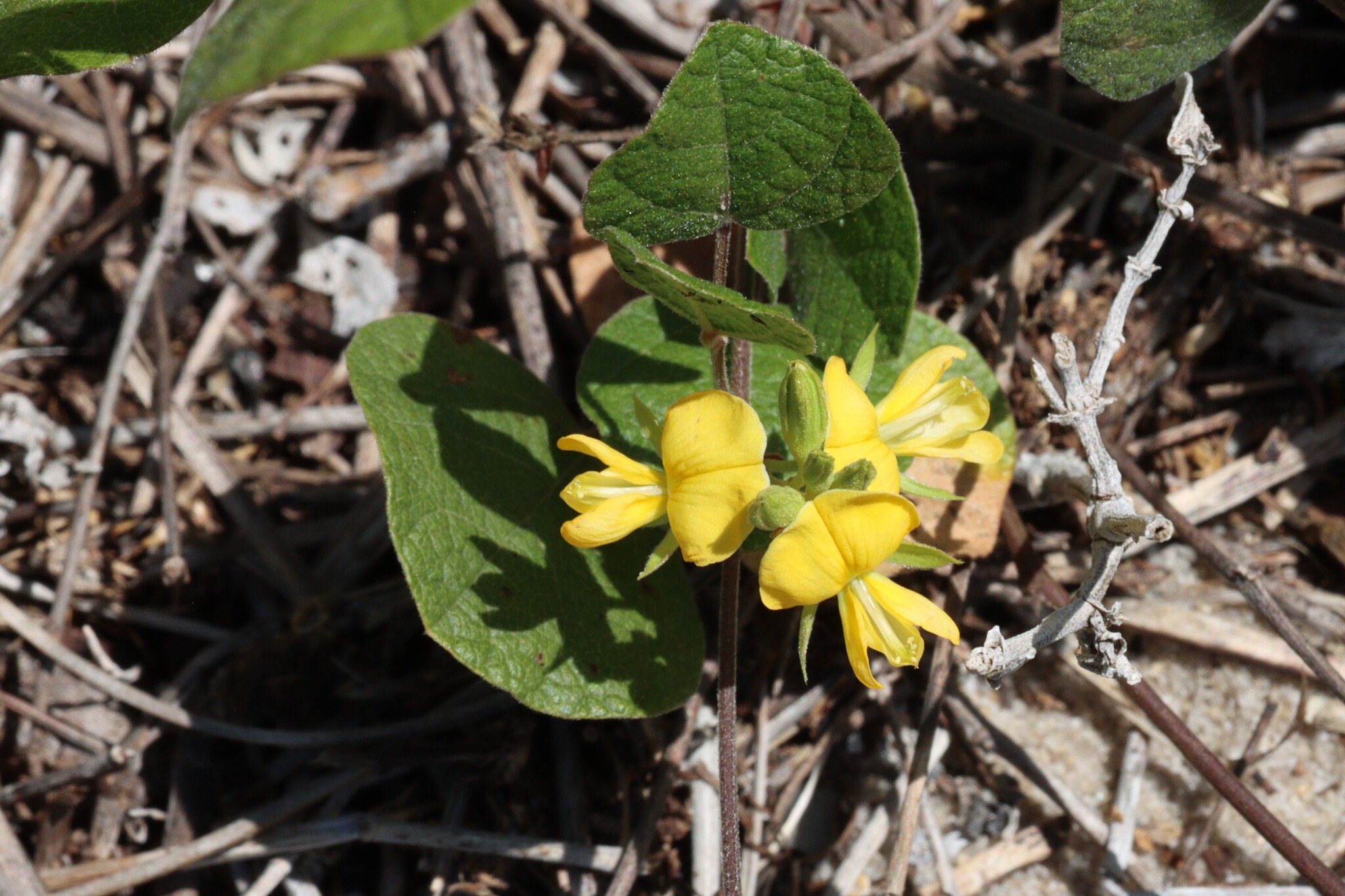 Rhynchosia michauxii