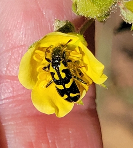 iNaturalist observation photo of Ornate Checkered Beetle