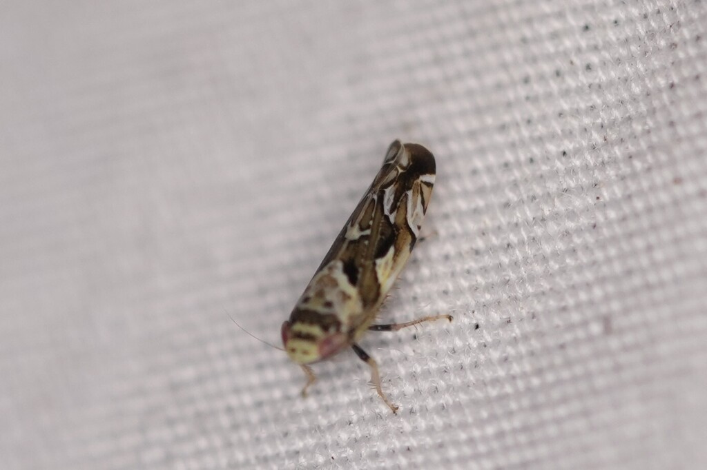 Sanctanus fasciatus
