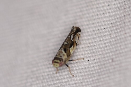 Sanctanus fasciatus