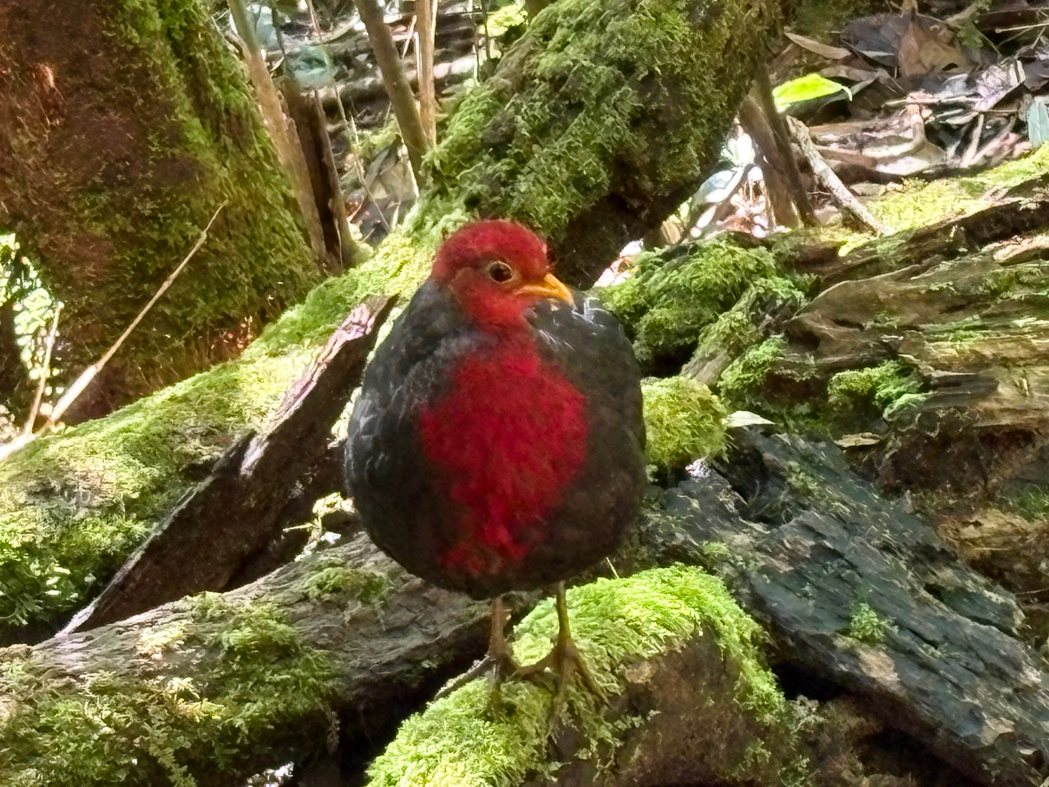 Crimson-headed Partridge (Haematortyx sanguiniceps), photo 10