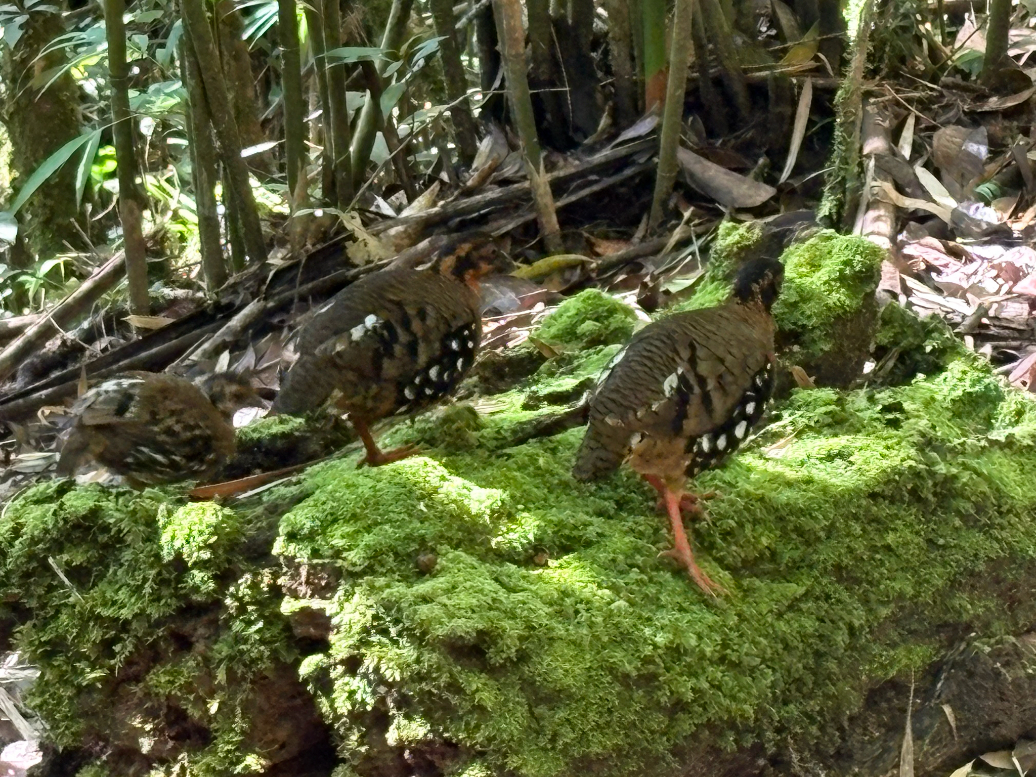 Red-breasted Partridge (Arborophila hyperythra), photo 1