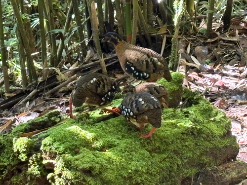 Red-breasted Partridge (Arborophila hyperythra), photo 9