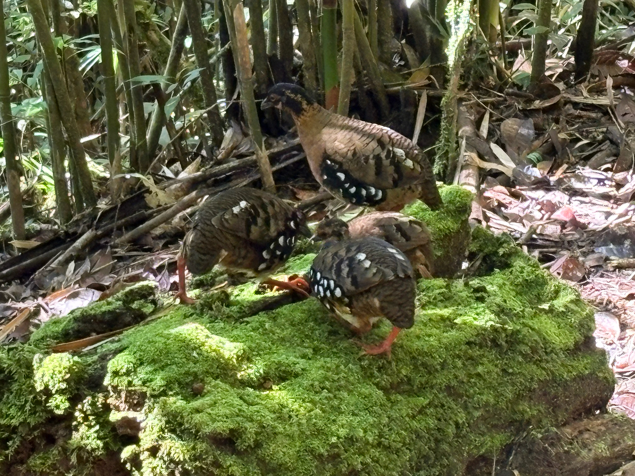 Red-breasted Partridge (Arborophila hyperythra), photo 3