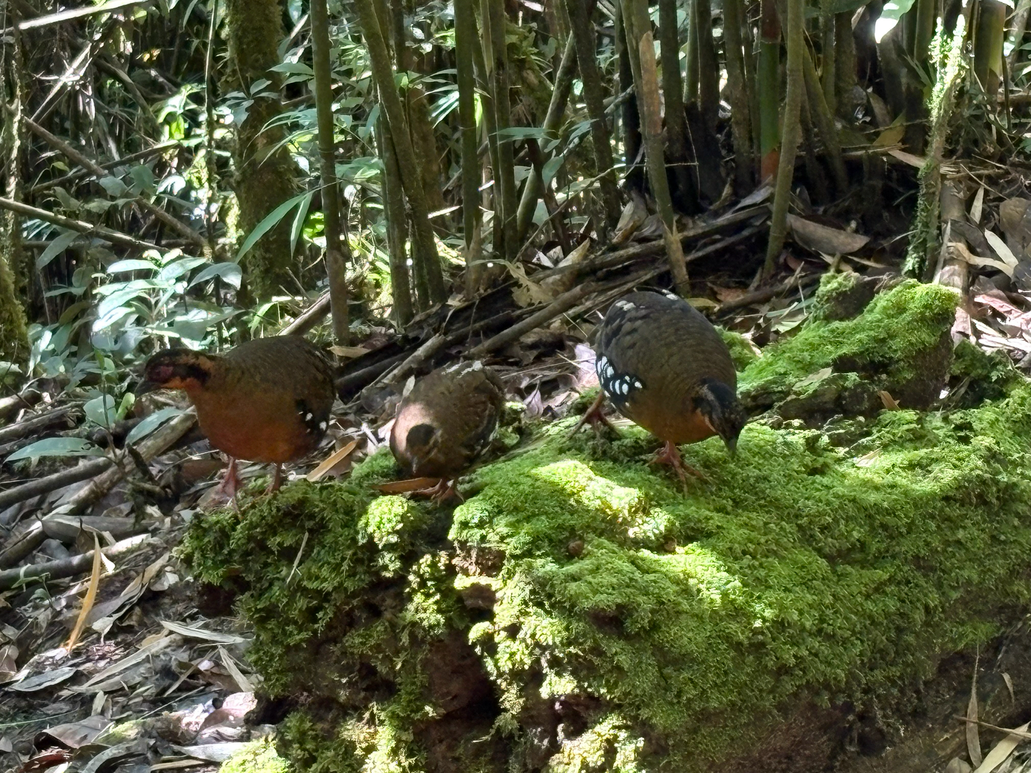 Red-breasted Partridge (Arborophila hyperythra), photo 2